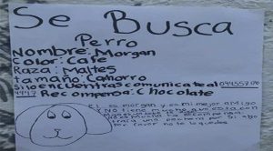 Gracias a este cartel, una niña encontró a su perrito Morgan