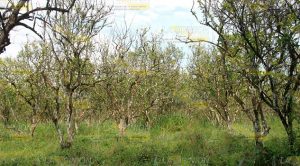 Afecta plaga 60% de la citricultura