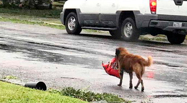Sepa porqué este perro es el símbolo de damnificados en Texas