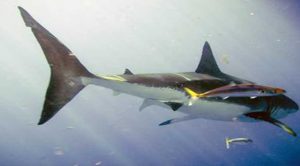 Inicia temporada de avistamiento de tiburón blanco en BC