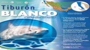 Inicia temporada de avistamiento de tiburón blanco en BC