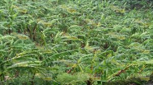 Franklin afecta cultivos