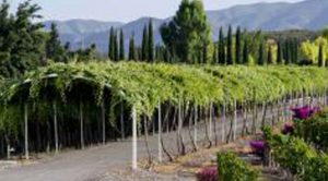Cinco siglos de tradición y buen vino