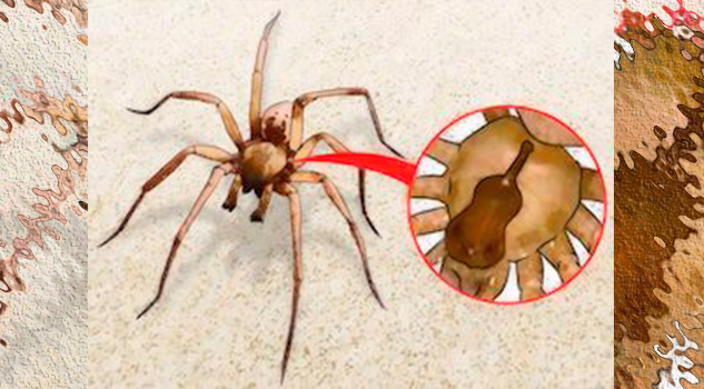 La araña violinista, el peligro que llega con las lluvias violinista