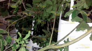 Cae árbol sobre autobús Autobús Árbol Cae