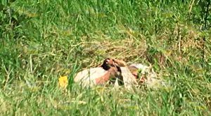 Ejecutado cerca de un panteón en Coatzintla