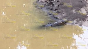 Aparece cocodrilo en arroyo de la Revolución Aparece Cocodrilo Arroyo Revolución