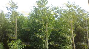 Aumenta cultivo de la nuez