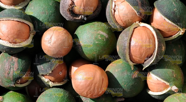 Aumenta cultivo de la nuez Aumenta cultivo de la nuez 2