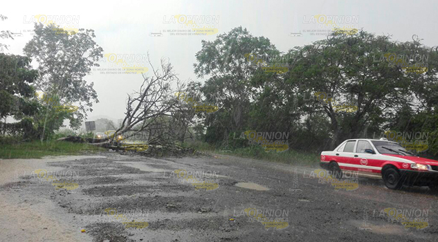 Cae árbol sobre carretera, a la altura de "El Pulque" Cae árbol sobre carreterA