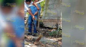 Capturan peligrosa víbora en un domicilio Capturan Peligrosa Víbora Domicilio