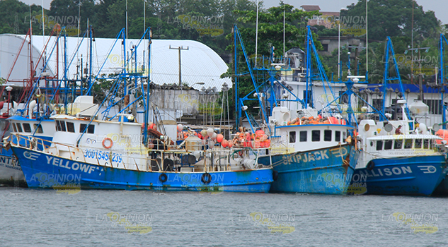 Capturas de atún dan vida al puerto Capturas de atún dan vida al puerto