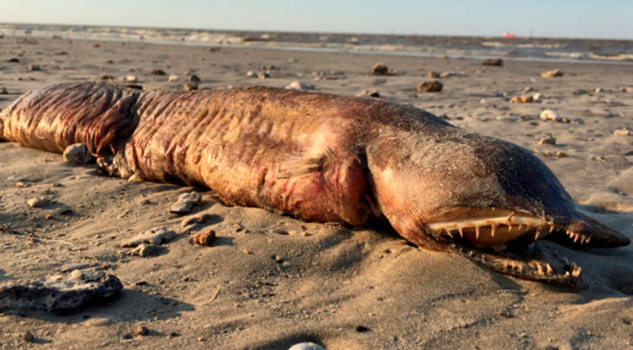 Científico identifica la extraña criatura sin rostro y con colmillos que llegó a la playa después de Harvey Científico identifica la extraña criatura sin rostro y con colmillos que llegó a la playa después de Harvey