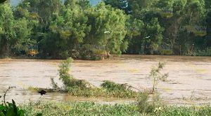 Corriente del río Cazones arrastra cadáver