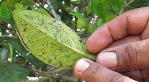 La citricultura, en estado de alerta Citricultura Estado Alerta