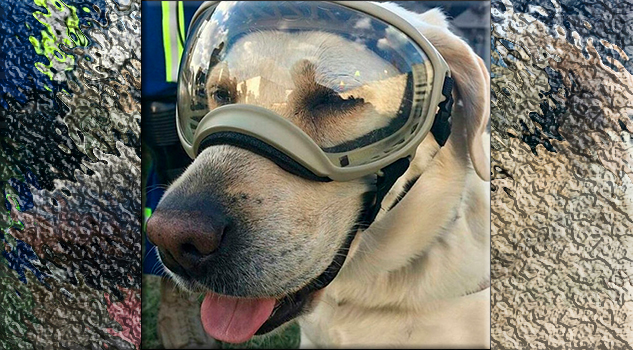 ¿Qué pasará con la perrita Frida cuando termine sus labores de rescate en México? Frida