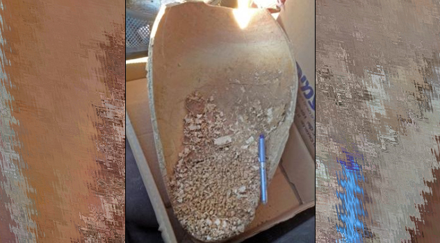 Hallan en Jerusalén nueve sapos decapitados de hace 4 mil años Hallan en Jerusalén nueve sapos decapitados de hace 4 mil años