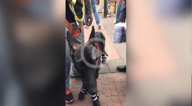 ¡Kira, la perrita rescatista! Kira