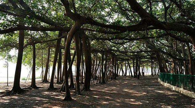 Magia de la naturaleza: Un solo árbol forma un grandioso bosque Magia de la naturaleza
