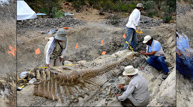 Necesario formar expertos en la conservación del patrimonio fósil en México, consideran especialistas Necesario formar expertos en la conservación del patrimonio fósil en México, consideran especialistas