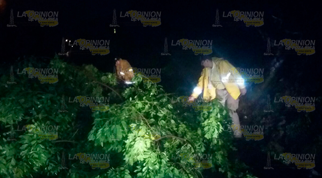 Retiran árboles que obstruyen acceso a la Concha Retiran Árboles Obstruyen Acceso