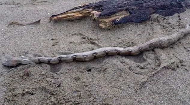 Reportan bañistas serpientes venenosas en playas de Coatzacoalcos Serpientes Venenosas Costas Coatzacoalcos