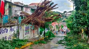 Árboles derribados por los vientos ocasionados por "Katia" Árboles Derribados Vientos Katia