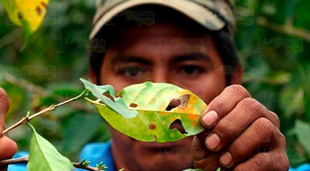 La cafeticultura...¿en riesgo? cafeenriesgo9