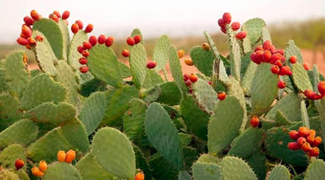 Energía muy mexicana con biomasa de nopal
