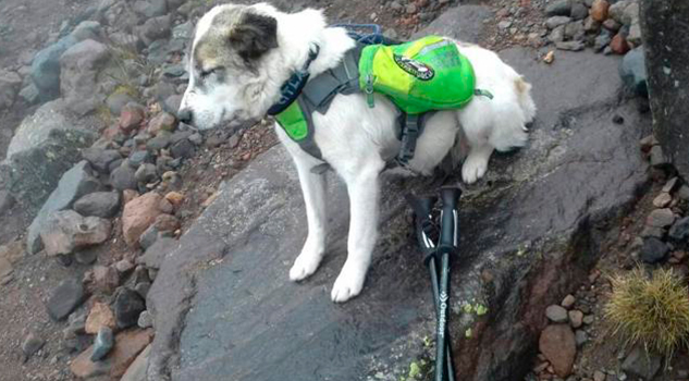 Hospitalizan a Citla, el perro guardián de la montaña hospitalizan