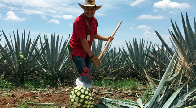 El tequila no le tiene miedo a Trump… Así que: ¡Salud!