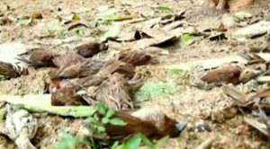 Evacuación masiva en Bali por temor a erupción volcánica