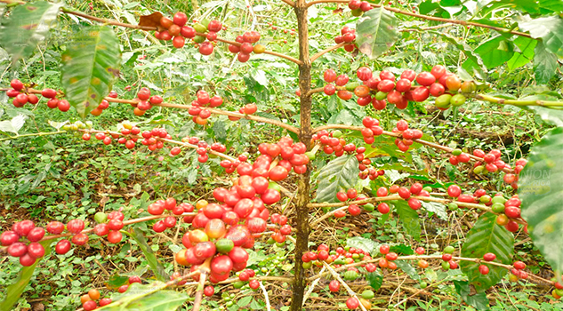 ¡Se van a movilizar los cafeticultores! ¡Se van a movilizar