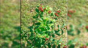 ¡Se van a movilizar los cafeticultores!