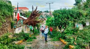 Árboles derribados por los vientos ocasionados por "Katia" Árboles Derribados Vientos Katia