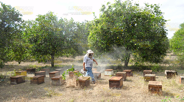 Apicultura Encuentra Crisis