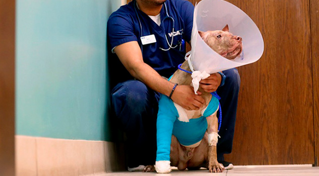 Apuñalan y "enmaletan" a perro en Florida Apuñalan Enmaletan Perro Florida
