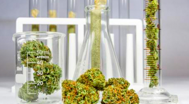 Carrera universitaria en... ¿mariguana? Sí, esta casa de estudios la ofrece