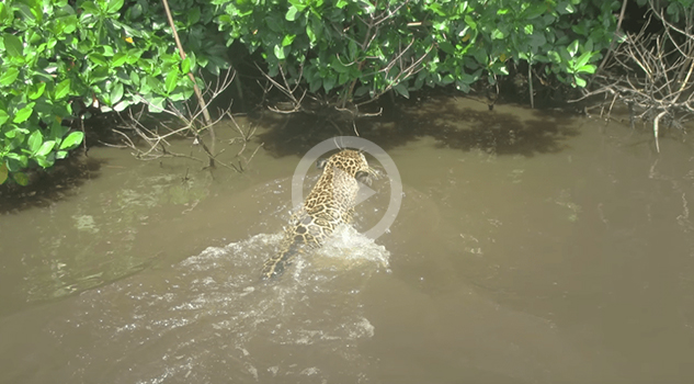 Video: Por primera vez graban a un jaguar nadando en reserva ecológica de Nayarit ecologica