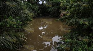 Ecocidio en Veracruz