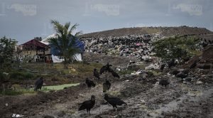 Ecocidio en Veracruz
