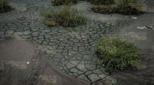 Ecocidio en Veracruz
