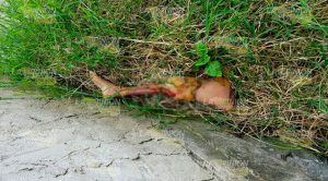 Encuentran a mujer descuartizada en Xalapa Los vecinos al encontrar una pierna tirada llamaron al 911