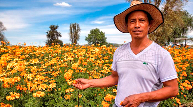 Cempasúchil, invitada de honor en el Festival de las Flores en Hidalgo