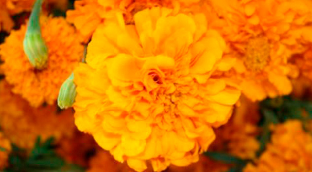 Video: La flor de cempasúchil, un camino para las almas en Día de Muertos