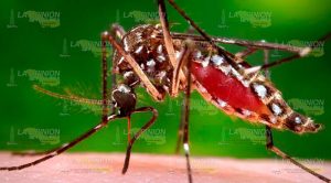 Foco de infección en la Sierra NO quieren al insecto.