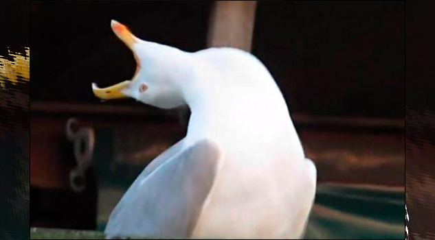 Video: El origen y los mejores memes de la famosa gaviota de las redes sociales