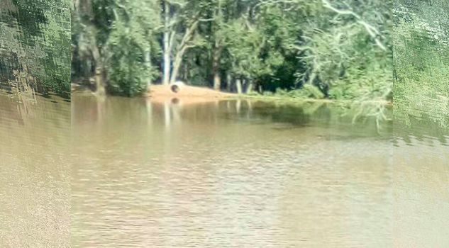 Aparecen lagartos en la presa