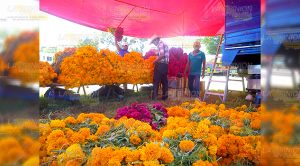Cempasúchil y copal invaden la citrópolis