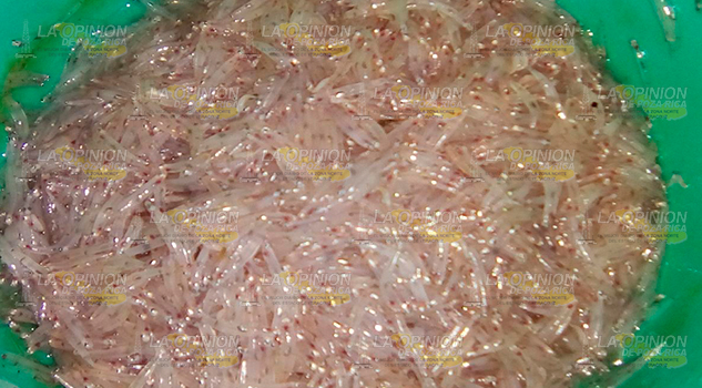 Pescadores capturan manjúa